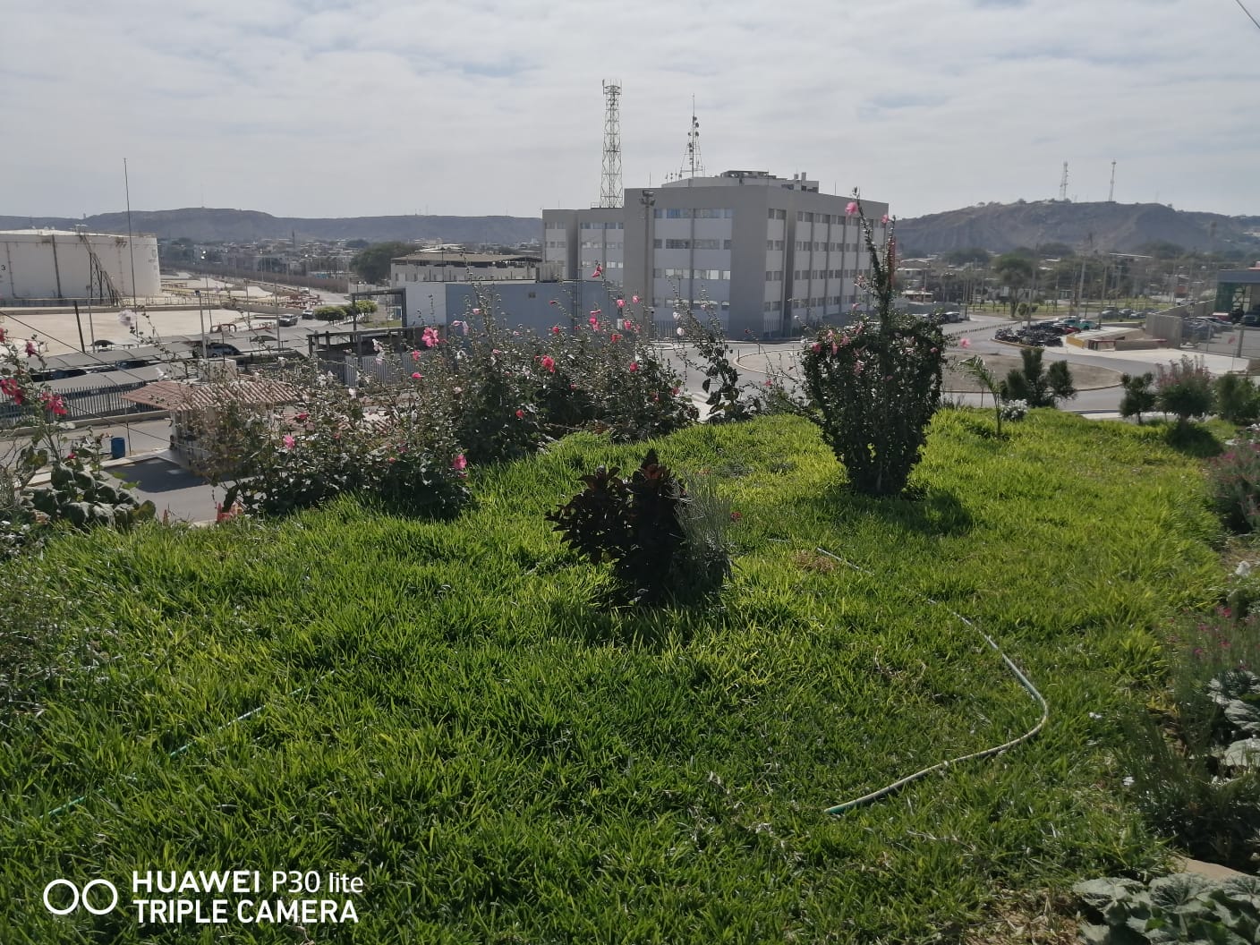 Reforestación de Cerros